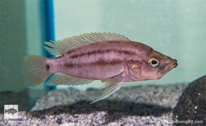 Neolamprologus prochilus 'Kambwimba'